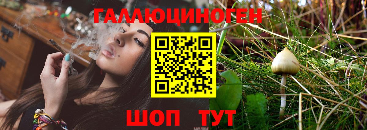 Псилоцибиновые грибы Psilocybe  Вход с VPN  Славгород  Псилоцибиновые грибы GOLDEN TEACHER 