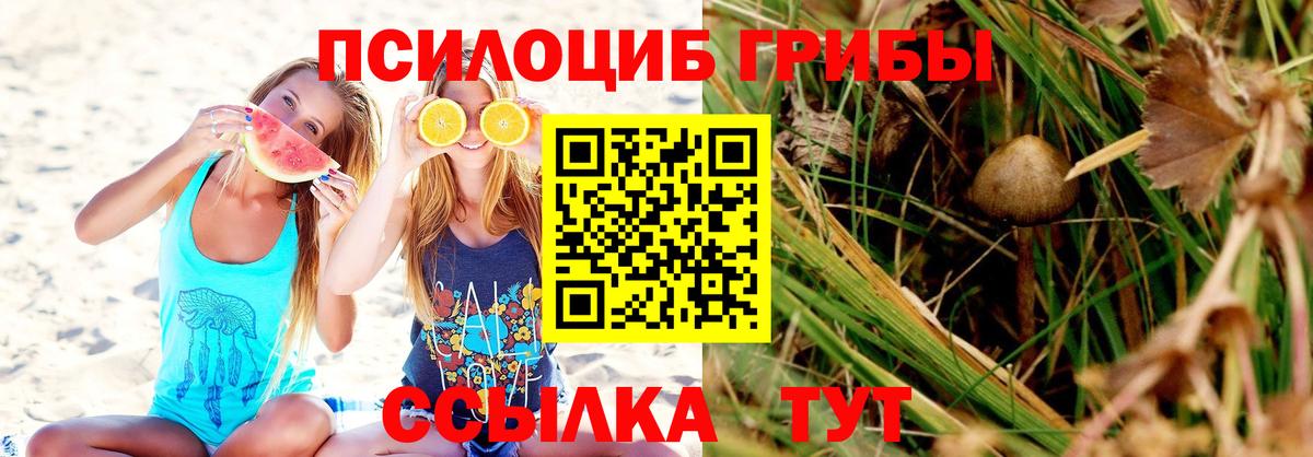 Галлюциногенные грибы Psilocybe Славгород